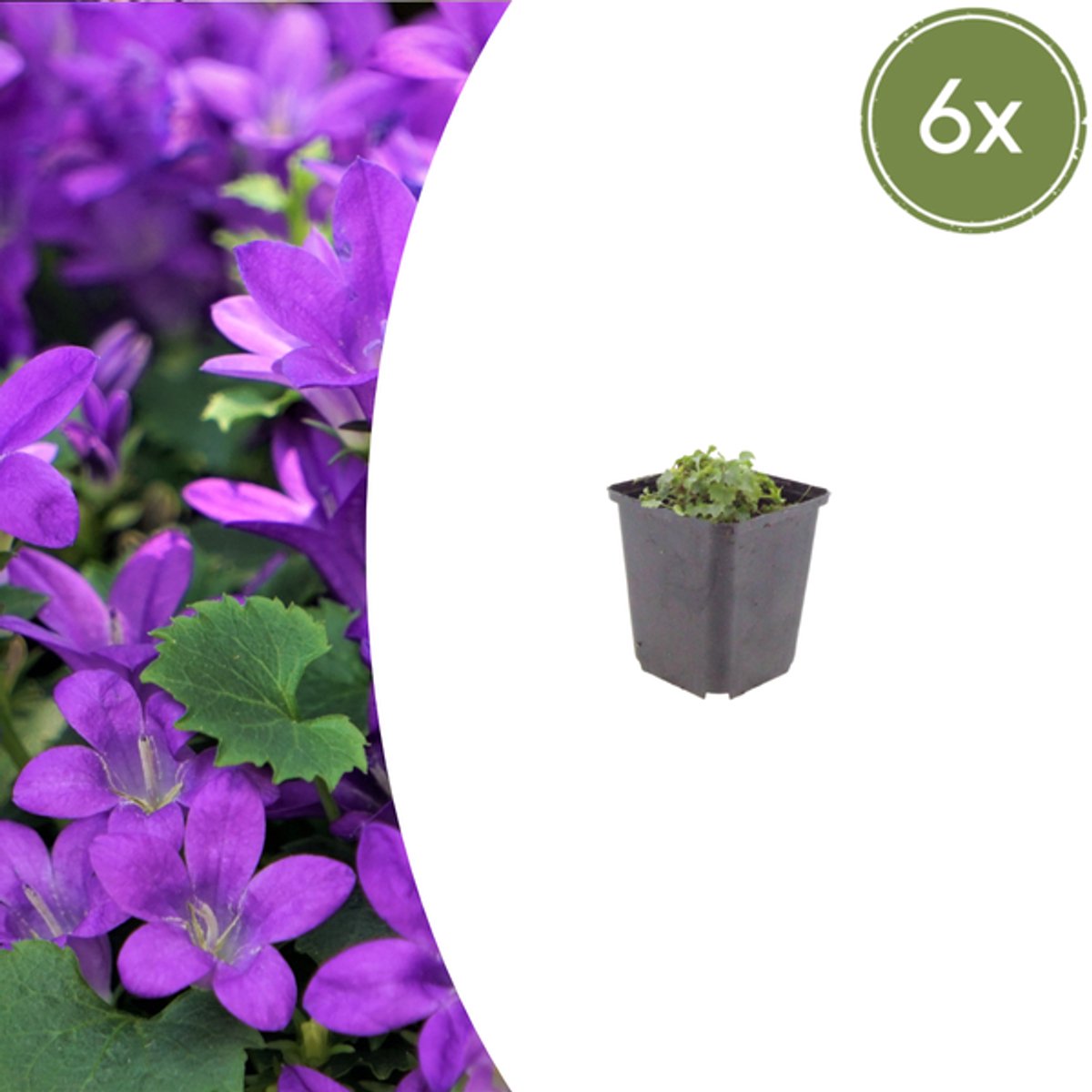 6x Campanula portenschlagiana - 10-25cm - Ø9cm
