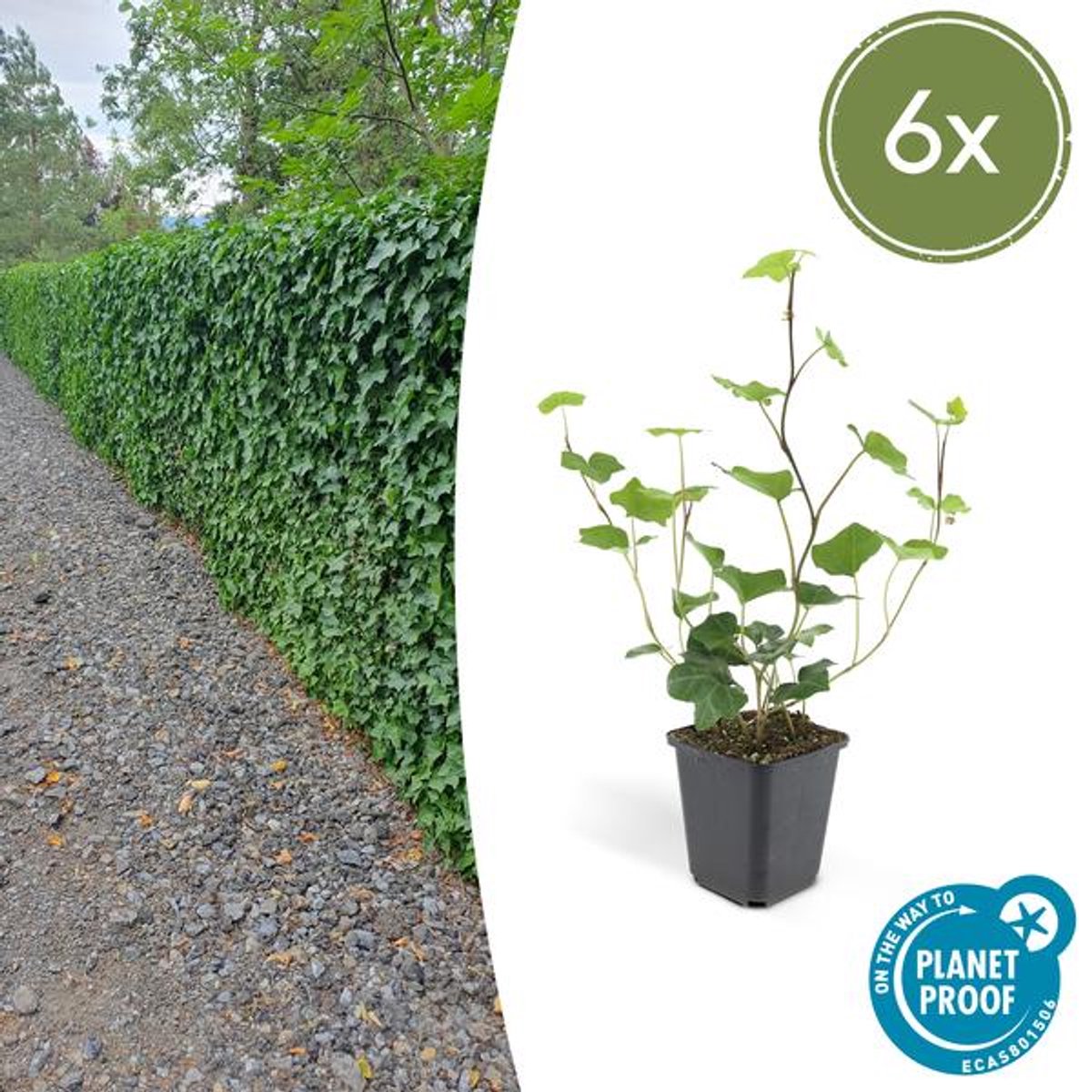 6x Hedera Hibernica - 10-25cm - Ø9cm