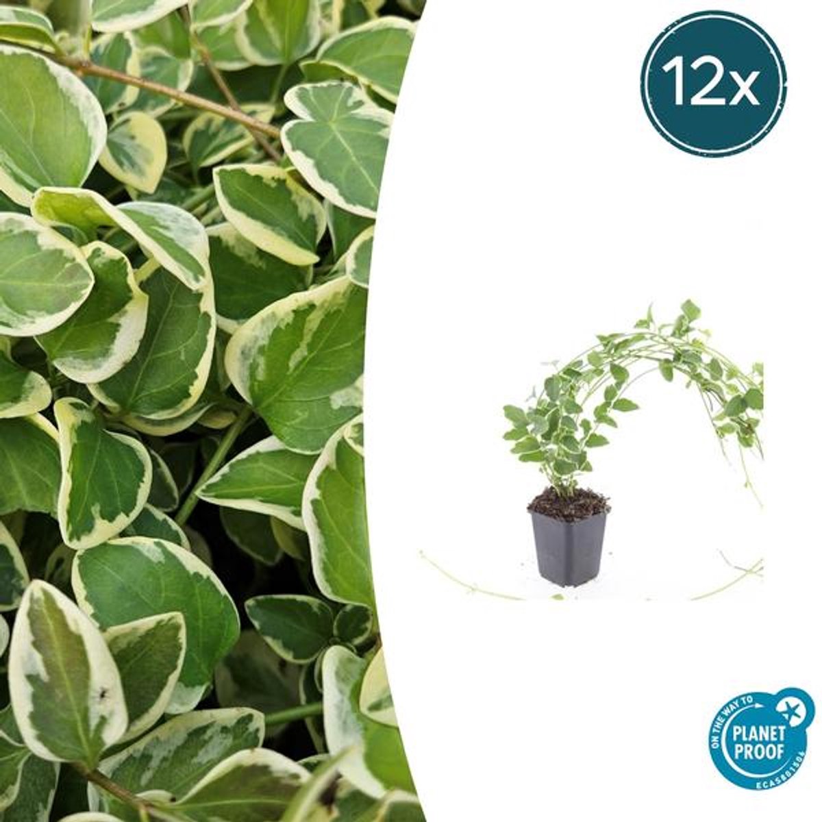 12x Vinca major 'Variegata' - 10-25cm - Ø9cm
