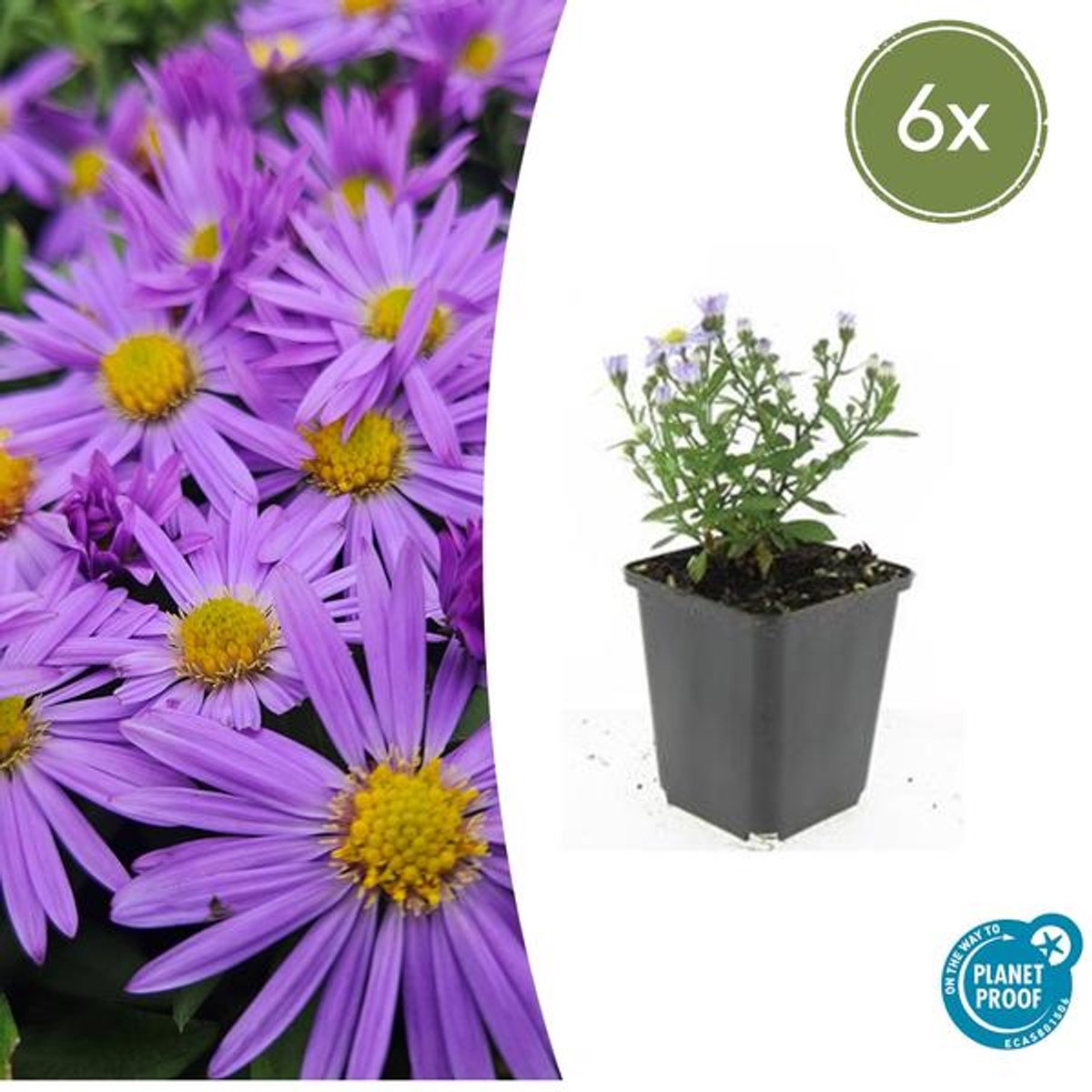 6x Aster (D) 'Prof. Anton Kippenberg' - 10-25cm - Ø9cm