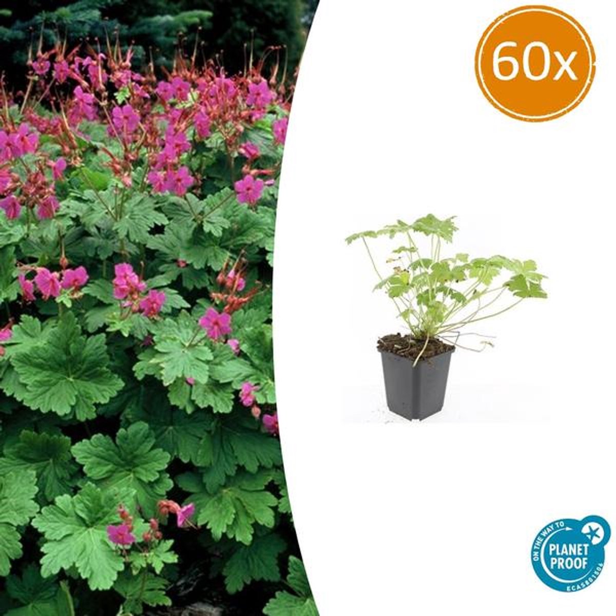 60x Geranium macr. 'Czakor' - 10-25cm - Ø9cm