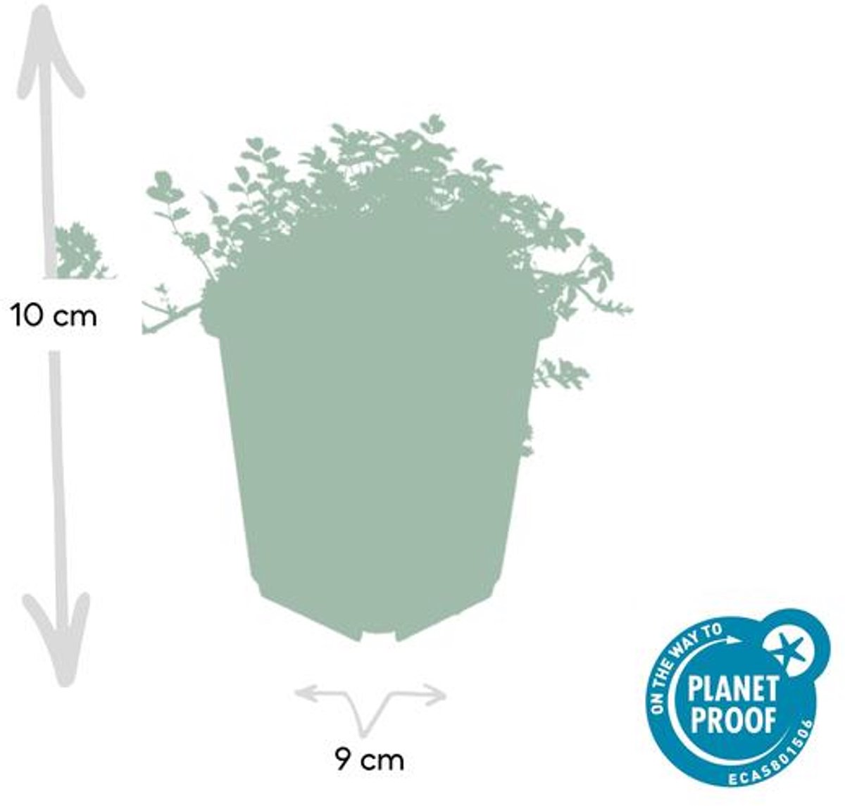 48x Acaena microphylla 'Kupferteppich' - 10-25cm - Ø9cm