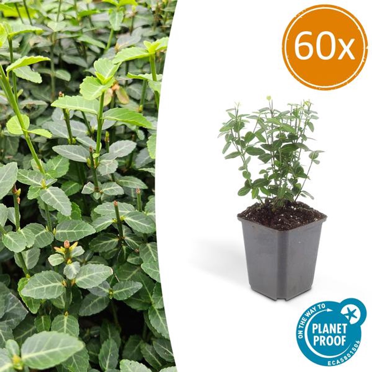 60x Euonymus fortunei radicans - 10-25cm - Ø9cm