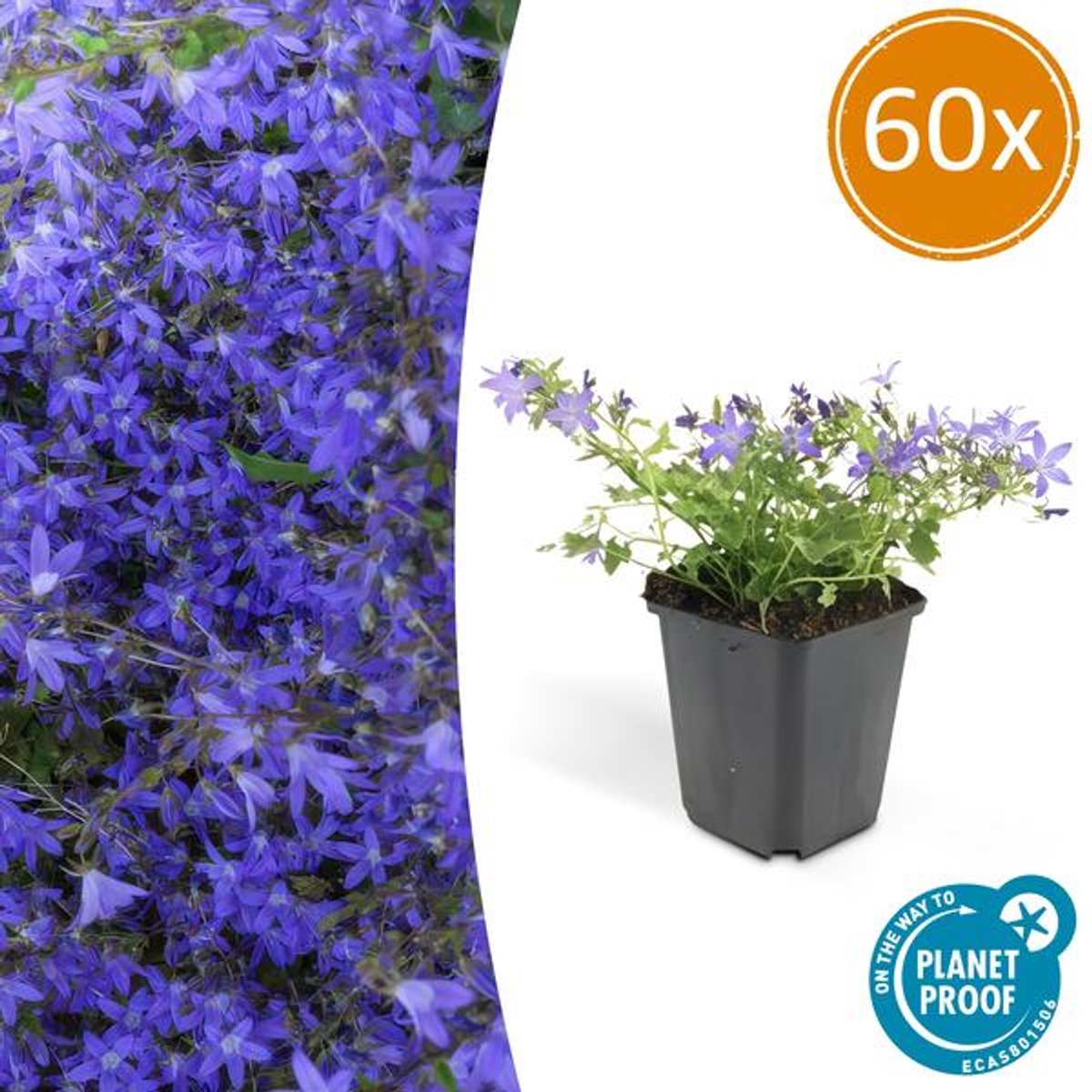 60x Campanula poscharskyana 'Stella' - 10-25cm - Ø9cm