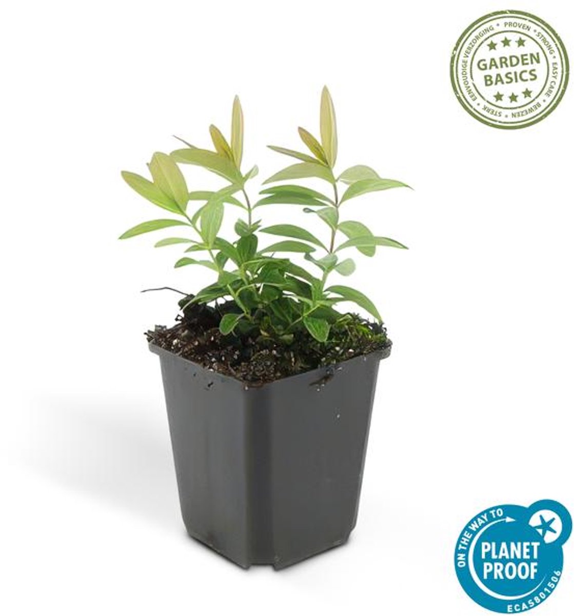 48x Hypericum calycinum - 10-25cm - Ø9cm