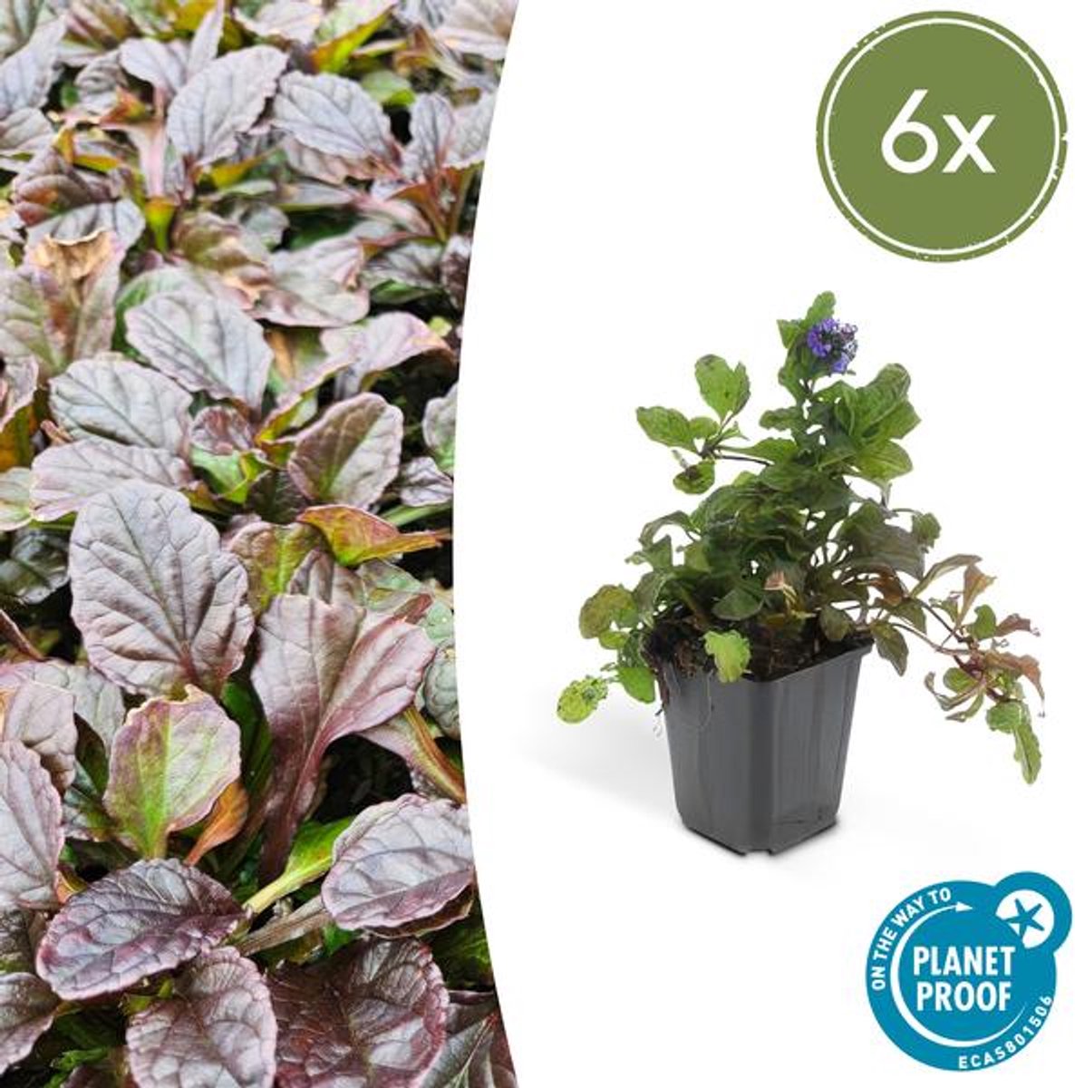 6x Ajuga reptans - 10-25cm - Ø9cm