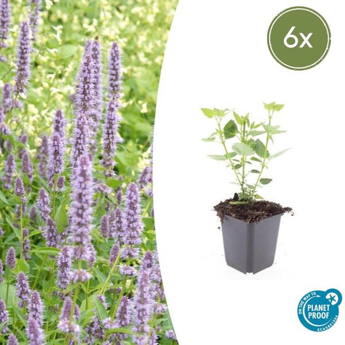 6x Agastache 'Blue Fortune' - 10-25cm - Ø9cm
