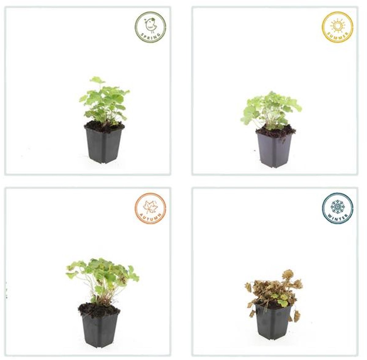 48x Alchemilla mollis - 10-25cm - Ø9cm