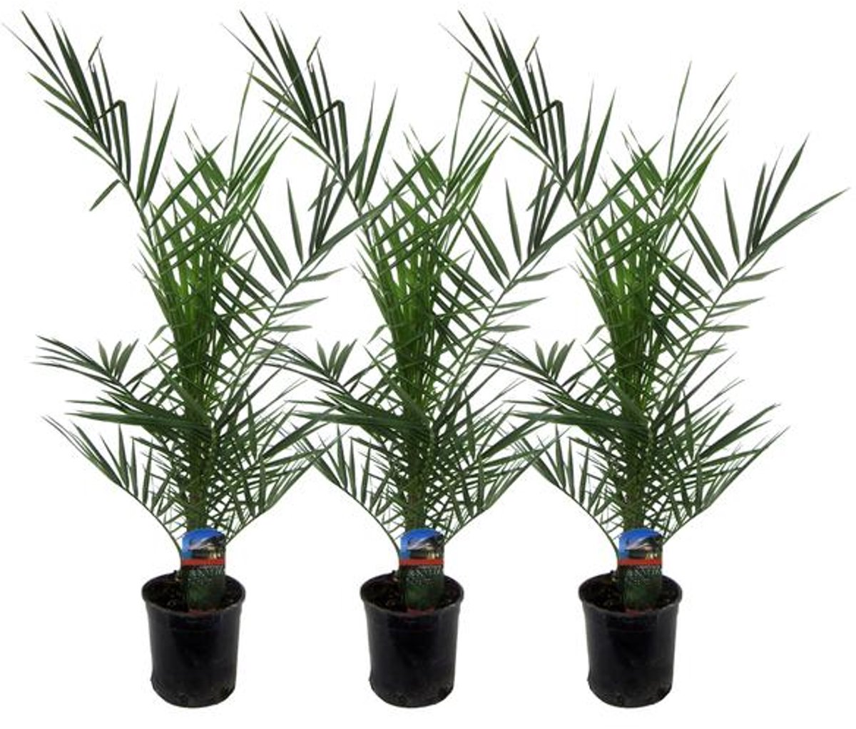 3x Phoenix Canariensis - 80 cm - Ø15