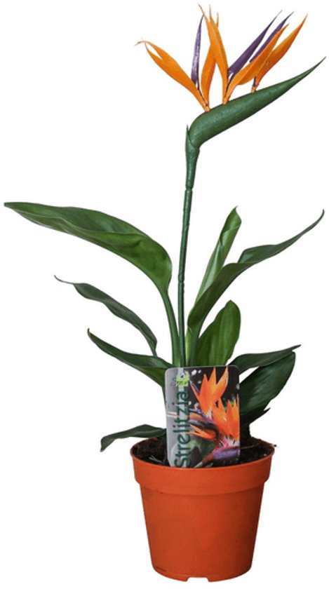 Strelitzia Reginae P13 2pp (met Kunstbloem) - Ø13cm - 35cm