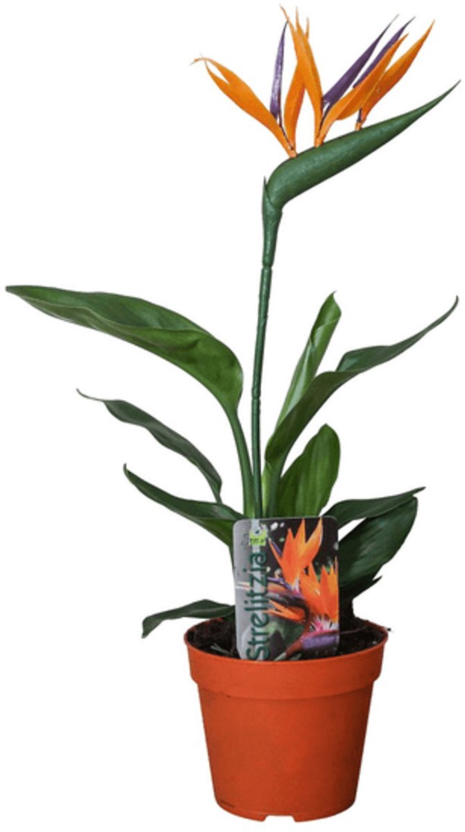 Strelitzia Reginae P13 2pp (met Kunstbloem) - Ø13cm - 35cm