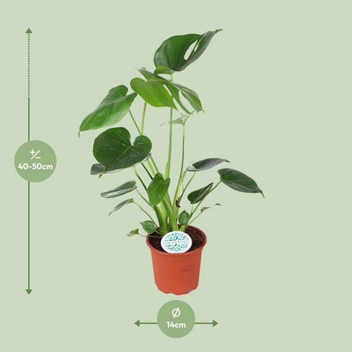 Monstera Deliciosa (Gatenplant) - Ø14cm - 45cm