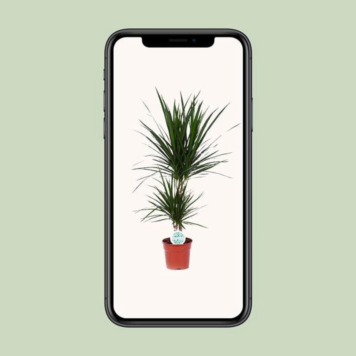 Dracaena Marginata - Ø17cm - 75cm