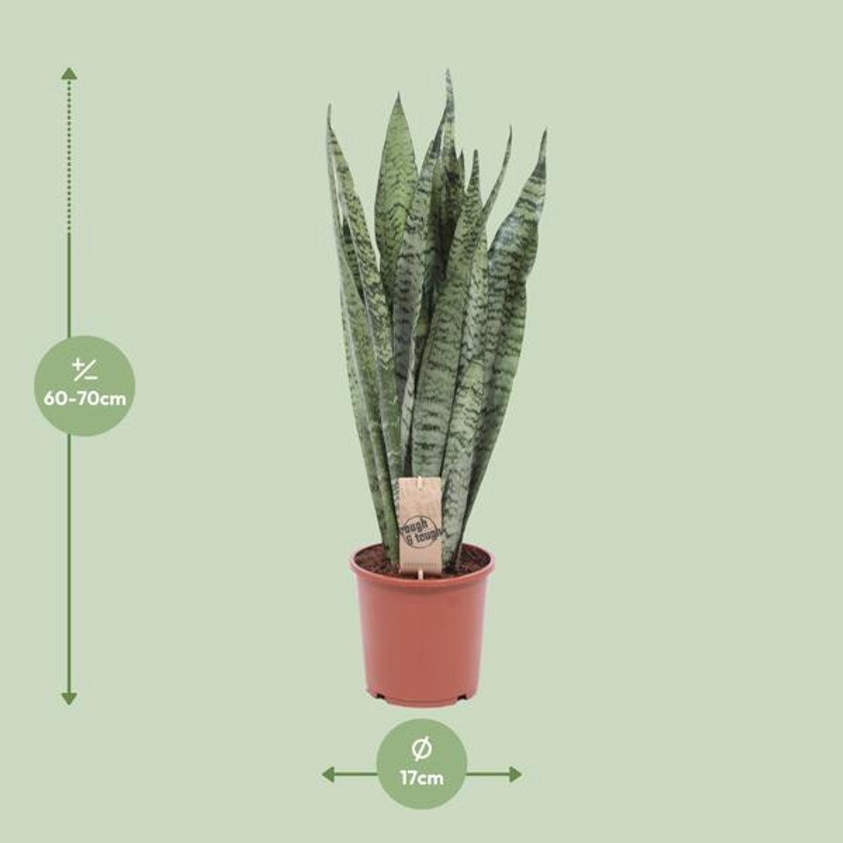 Sansevieria Zeylanica - Ø17cm - 60cm