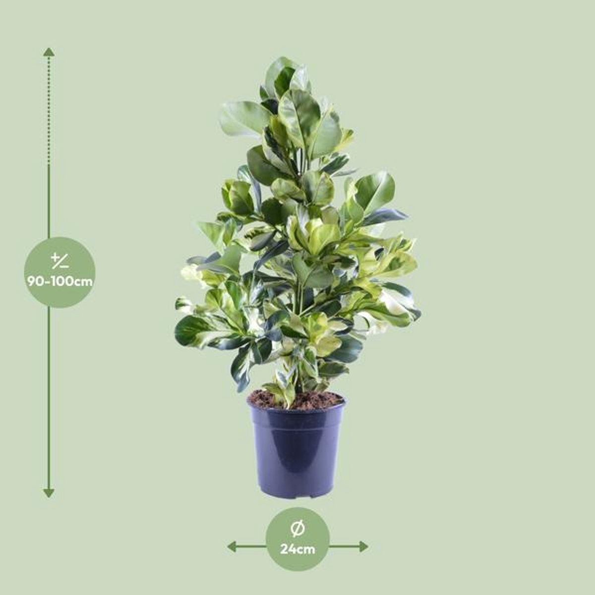 Clusia Rosea White Star - Ø24cm - 95cm