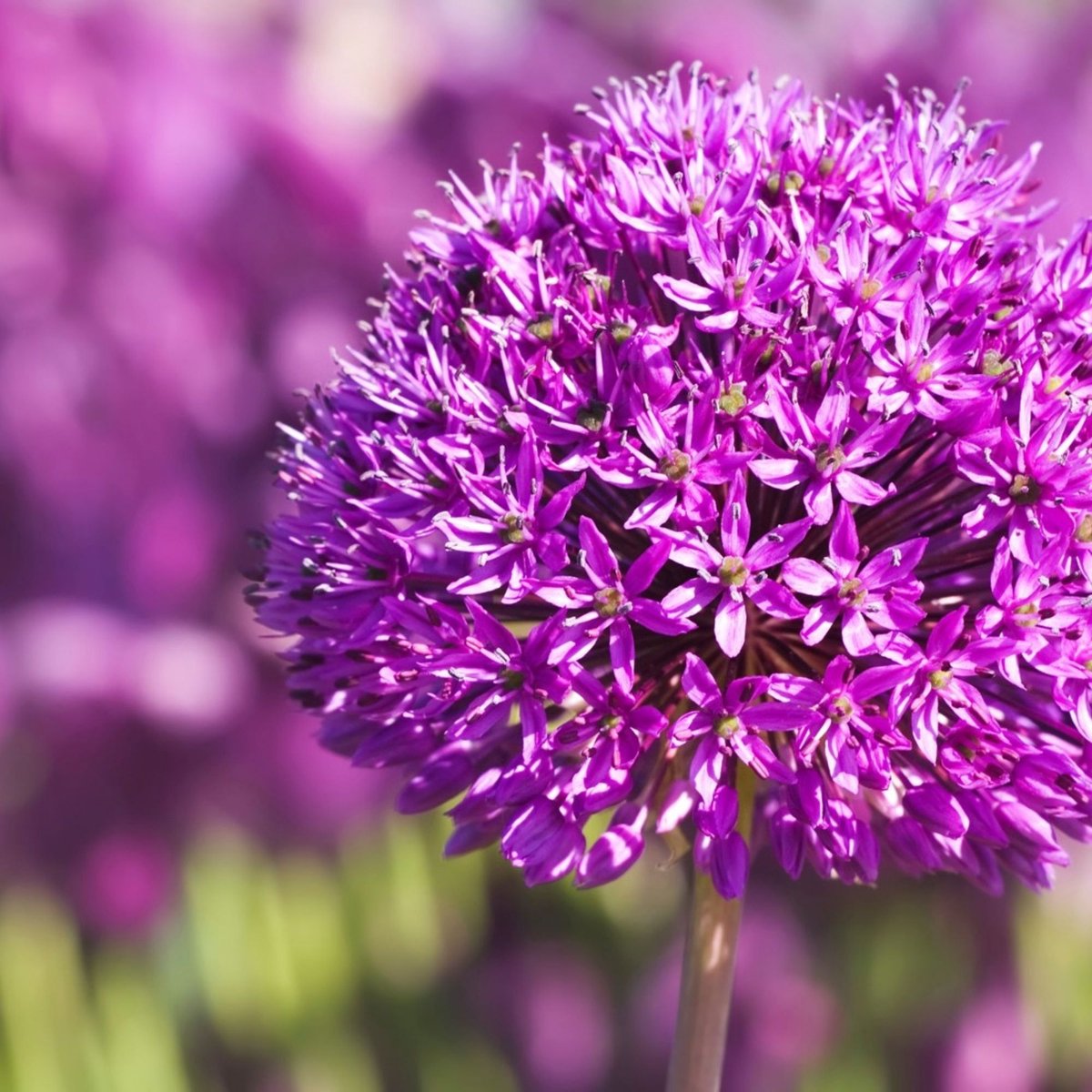 Sierui (Allium) - Purple Sensation - Bijen-Vlinders - Snijbloemen - Zomerbollen - Voorjaarsbollen - bloeit in Juni / Juli
