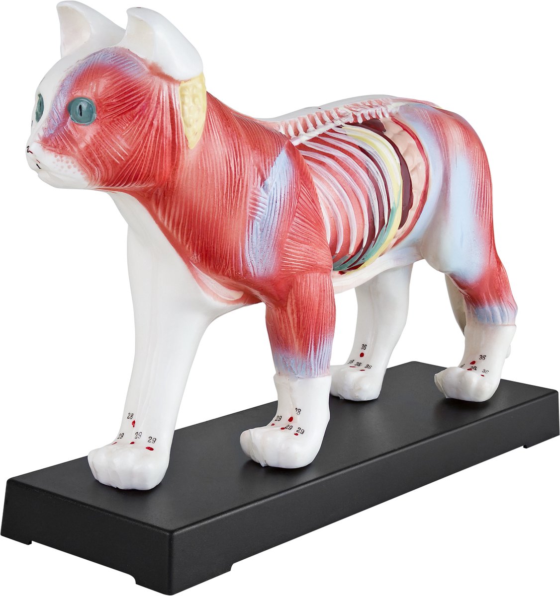 Anatomie van een kat volgens de Traditionele Chinese Geneeskunde (TCM) - Model van een kat - Acupunctuurmodel - Lesmateriaal - Kat - Spiermodel - Naturopathie - 36 acupunctuurpunten - Lesmodel MedMod