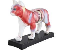 Anatomie van een kat volgens de Traditionele Chinese Geneeskunde (TCM) - Model van een kat - Acupunctuurmodel - Lesmateriaal - Kat - Spiermodel - Naturopathie - 36 acupunctuurpunten - Lesmodel MedMod