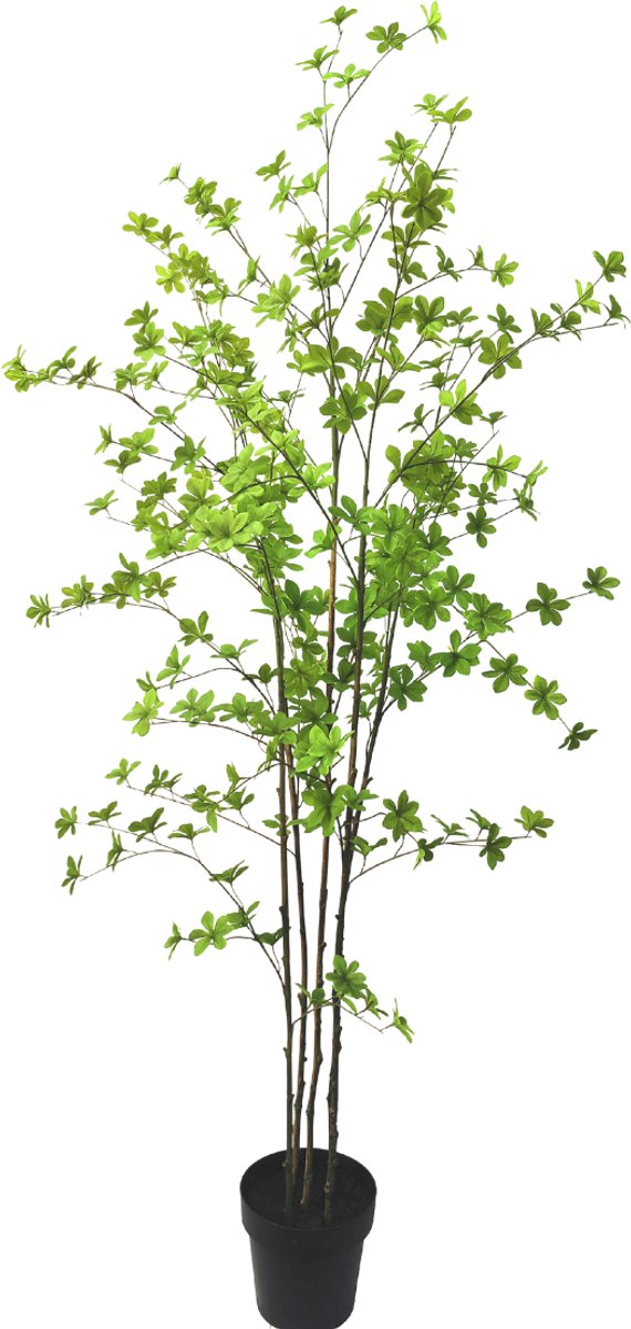 Silk-ka - Kunstplant - Bucida - Groen - 180 cm
