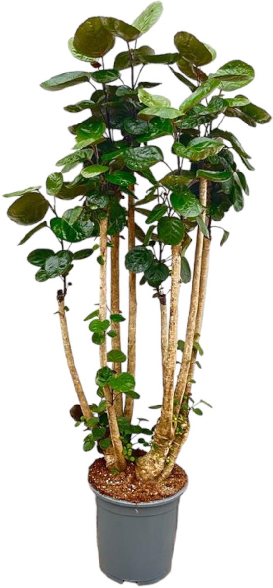 Trendyplants - Polyscias Fabian - Aralia - Kamerplant - Hoogte 150-170 cm - Potmaat Ø30cm