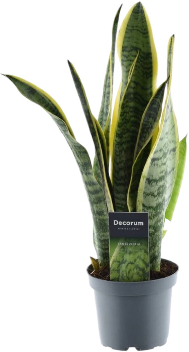 Bol.com Trendyplants - Sansevieria Laurentii - Vrouwentong - Kamerplant - Hoogte 35-55 cm - Potmaat Ø12cm aanbieding