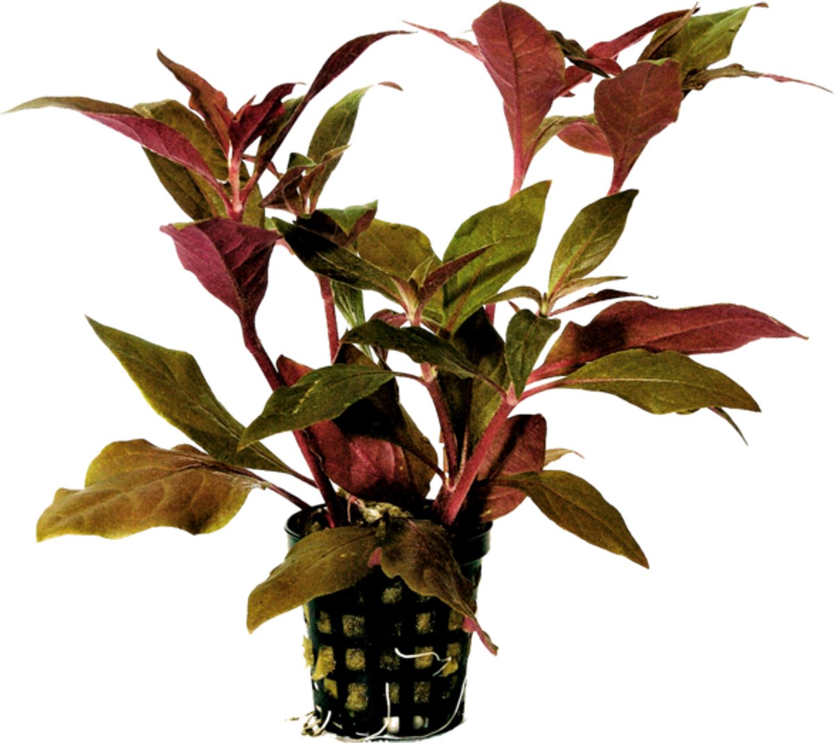 Waterplant Alternanthera cardinalis 5cm pot