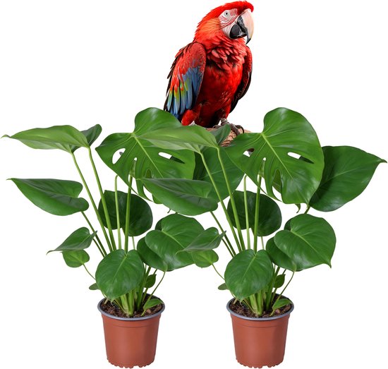 Monstera Deliciosa – Gatenplant – Set van 2 – Luchtzuiverend kamerplant – Makkelijk te Verzorgen – 50–55 cm – Pot 14 cm