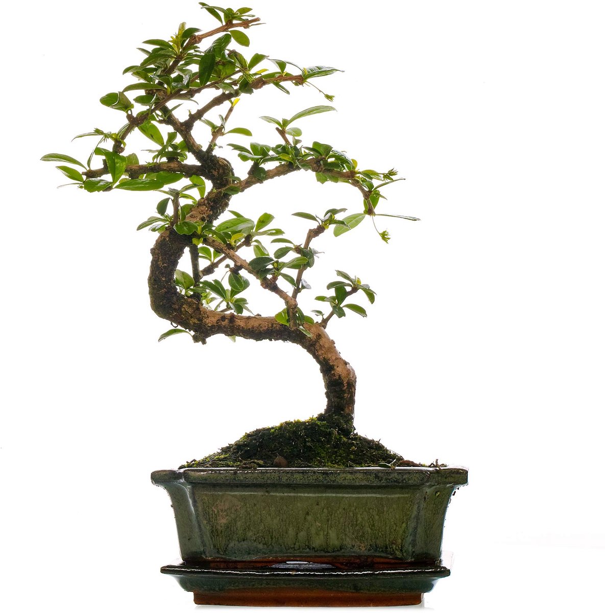 Omgoods - Carmona Bonsai Fukien Tea Tree - Indoor Boom in Pot van 15 cm