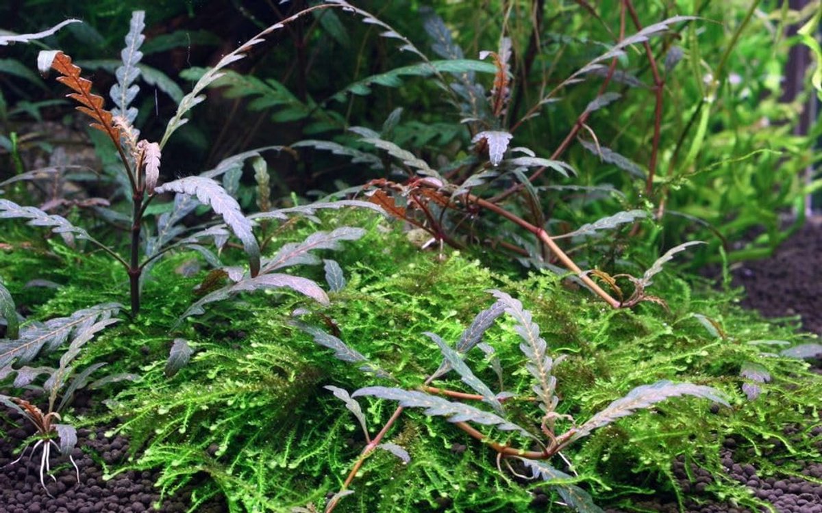Thijox - AquaOne Aquarium Plant Hygrophila pinnatifida - Water Plant Stem Plant - Fully Rooted Medium - Eenvoudig Onderhoud - Aquascaping Decoratie -