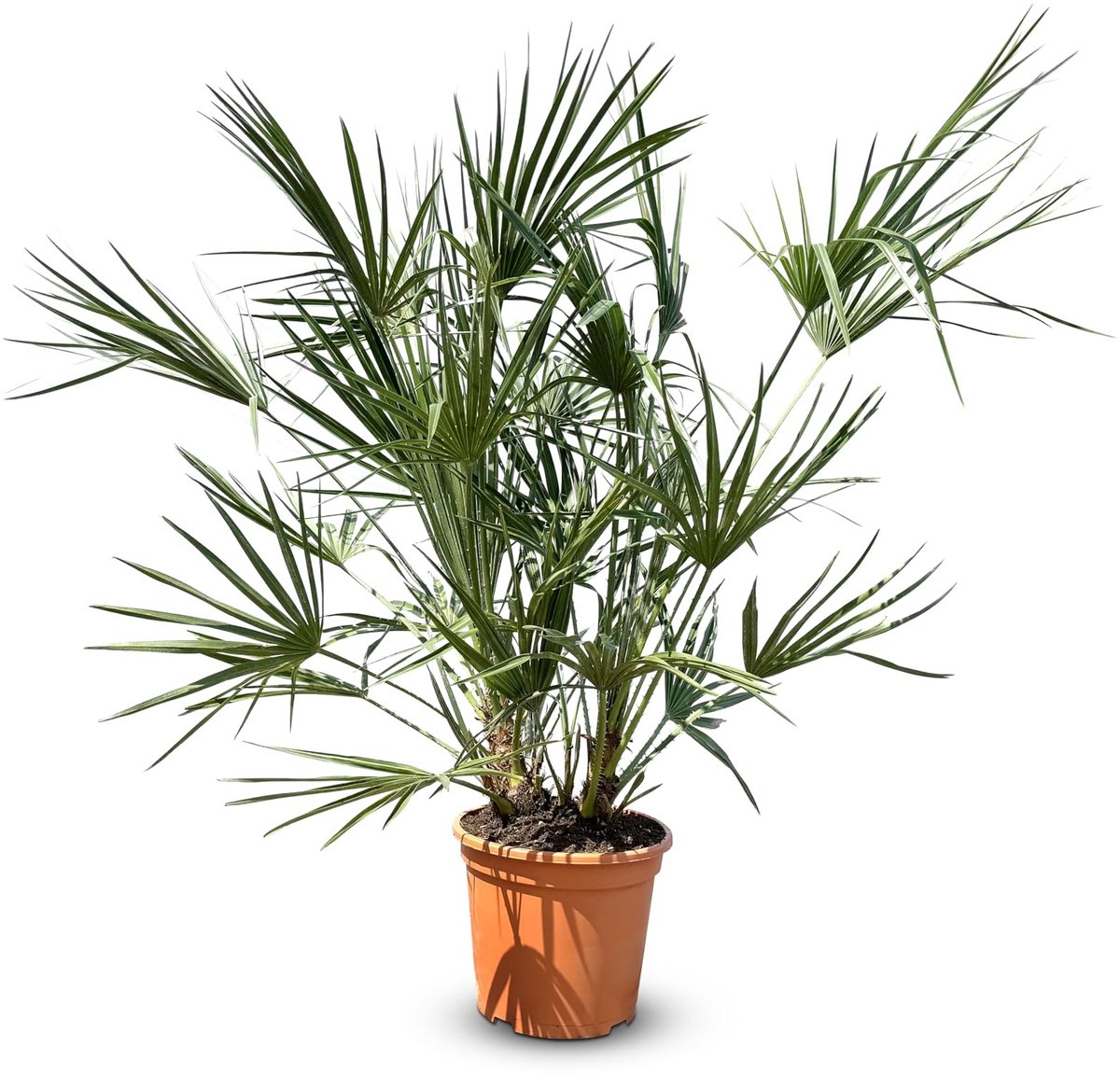 Inovra - Chamaerops Humilis - Europese Dwergpalm - Winterhard en Groenblijvend
