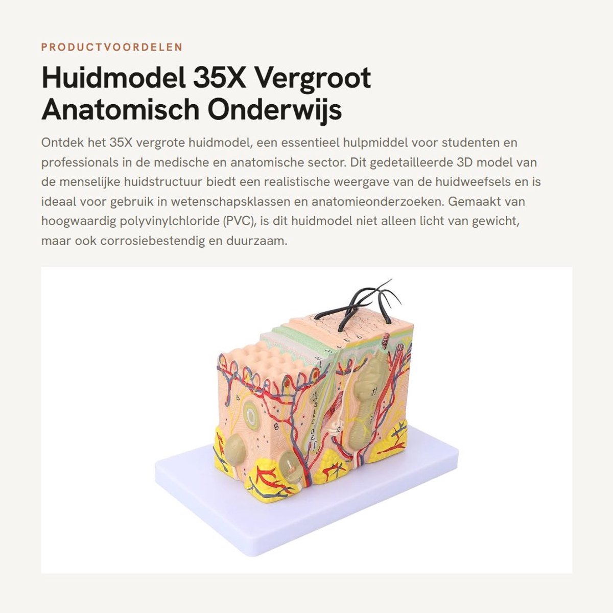 Dailygoods- Huidmodel 35X Vergroot - Anatomisch Model - PVC Materiaal - Corrosiebestendig - Lichtgewicht - Gelabeld Diagram