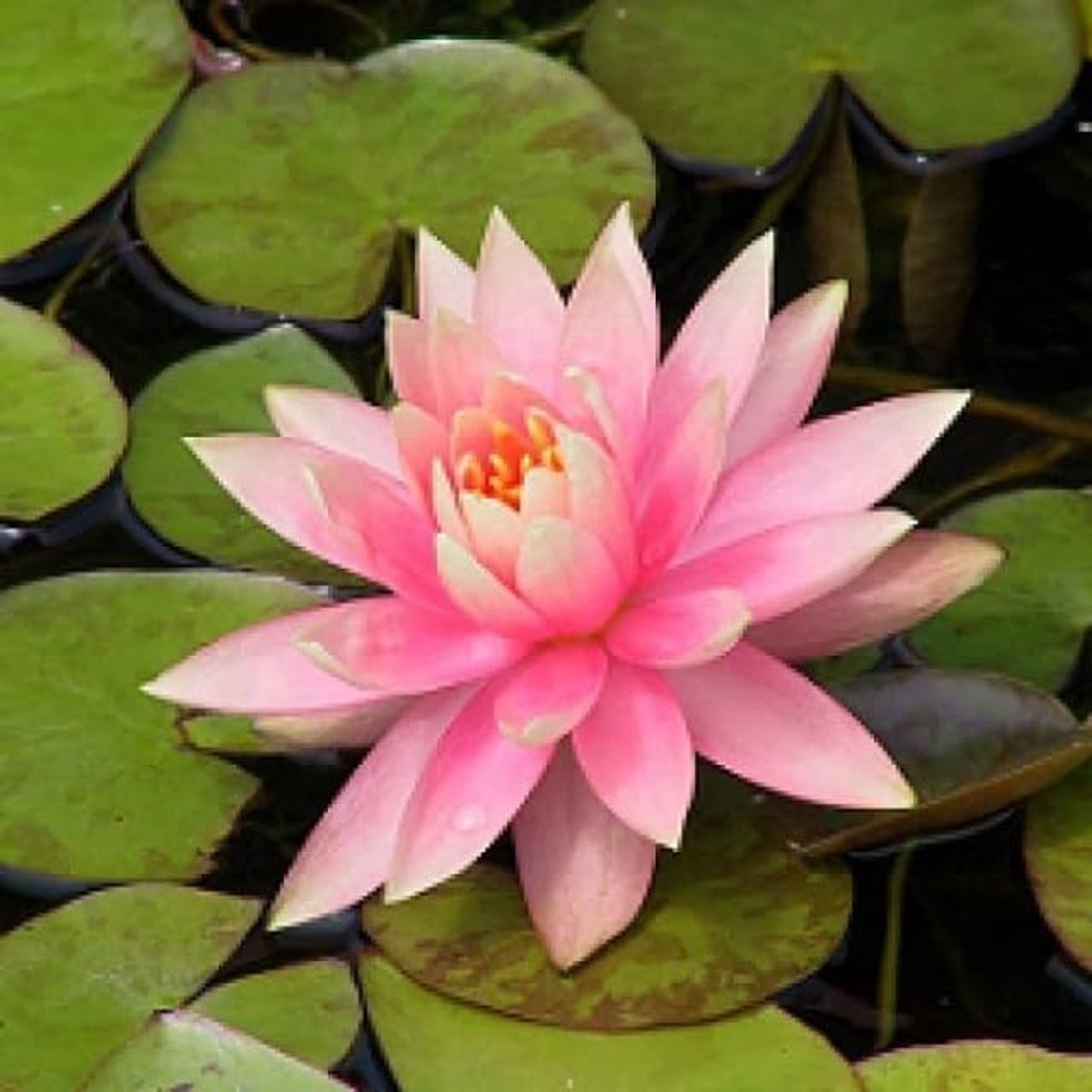 Waterlelie Roze - Roze Waterlelie - Vijver Decoratie - Zeer Grote Bloemen - 2-3 m Verspreiding - Roze
