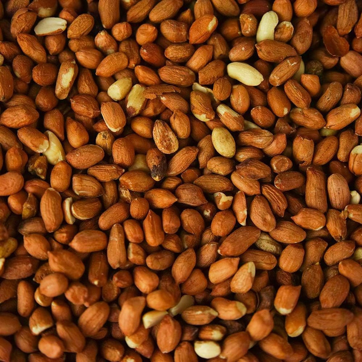 SnelShoppen - Whole Peanuts voor Tuinvogels in Tubes - 2.5 Liter Premium Voeding, Aflatoxinevrij, Vers en Rijk aan Mineralen - Ideaal voor Tuin, Vogel