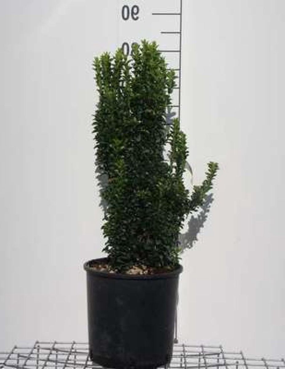 Kardinaalshoed Struik - Japanse Kardinaalshoed Bladhoudende Struik - Tuinieren - Rechtopgaande Groeiwijze - 60-80 cm - Groen
