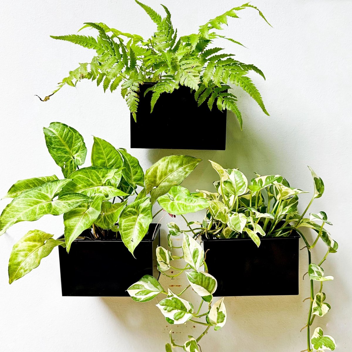 Omgoods - Set van 3 Wandplantenbakken voor Succulenten in Zwart