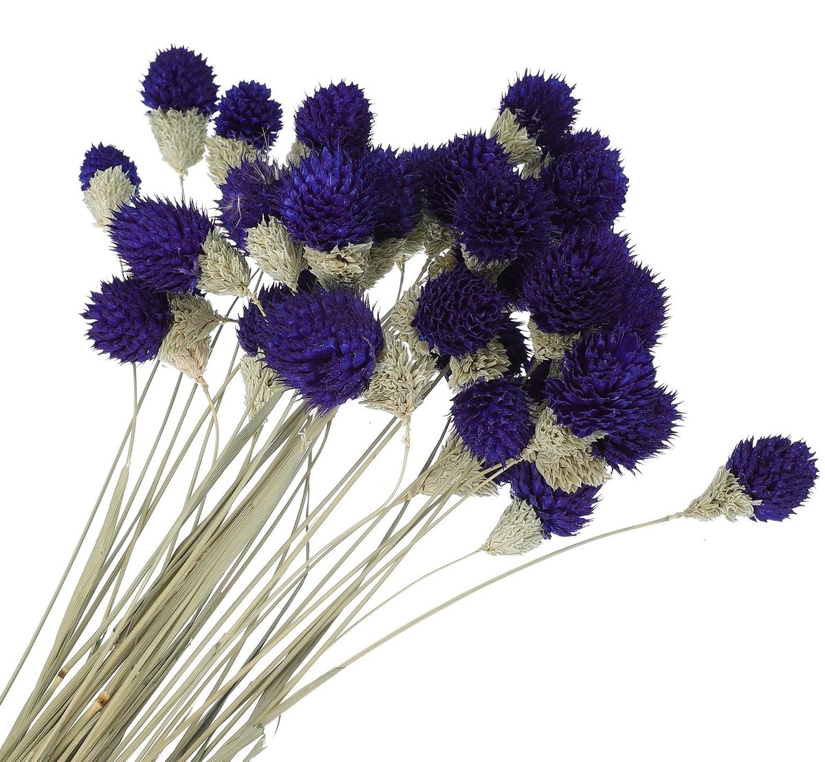 Omgoods - 30 Stuks Donkerpaarse Gedroogde Bloemen voor Decoratie