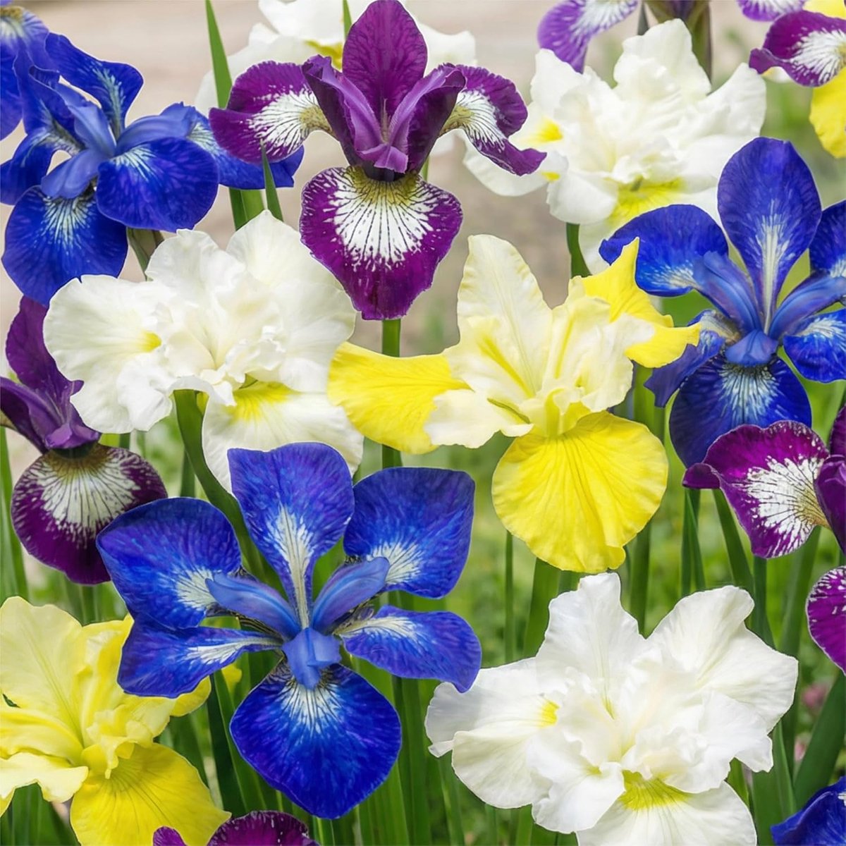 SnelShoppen - 5 x Siberische Lis Iris Planten Collectie - Mix van 5 Soorten - Grote Winterharde Blote Wortel Vaste Planten uit Nederland voor Tuin en