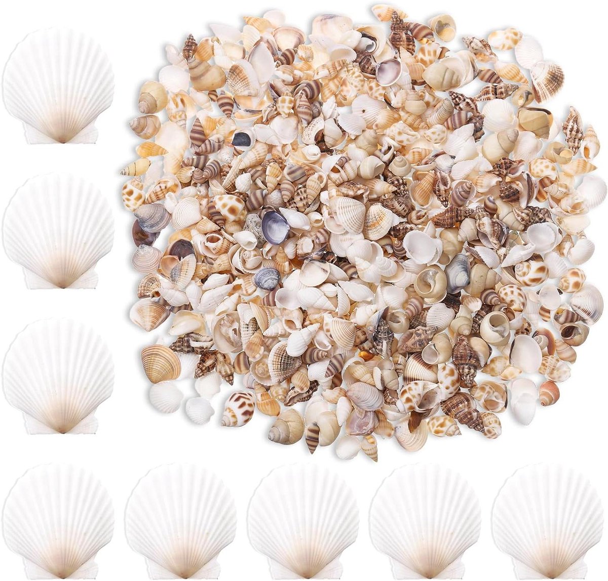 Gemengde Zeeschelpen - Natuurlijke Schelpen - Decoratie Creëren - Rijke Assortiment - 1000 Stuks - Natuurlijke Kleuren