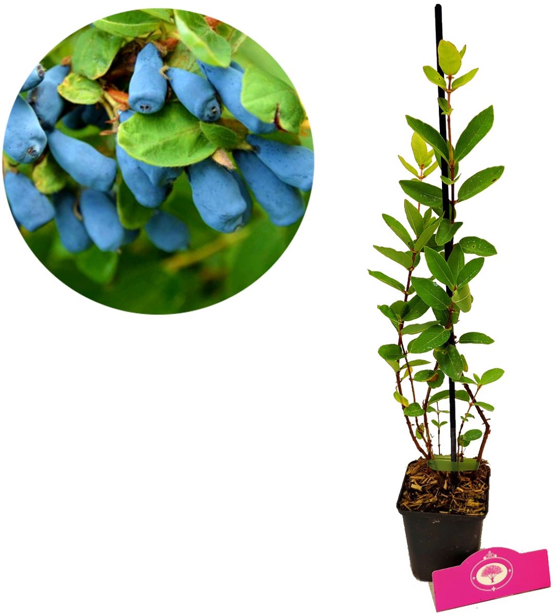Lonicera Larisa, honingbes, 3 stuks p9