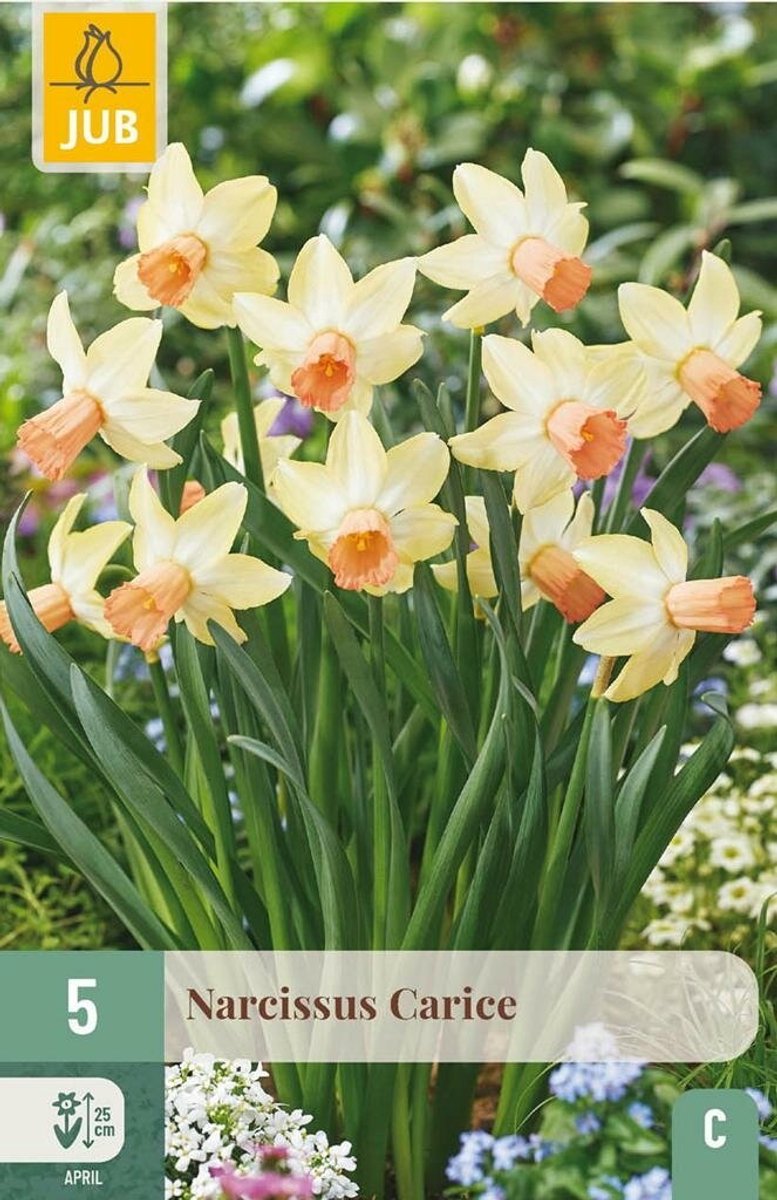 Narcissus carice 5st JUB