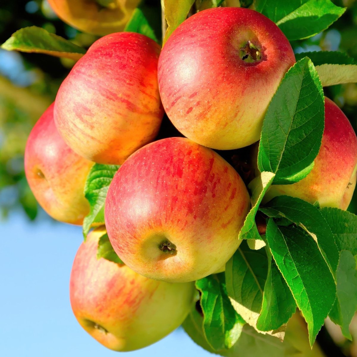 Appelboom Jonagold - Onderhoudsvriendelijke Fruitboom