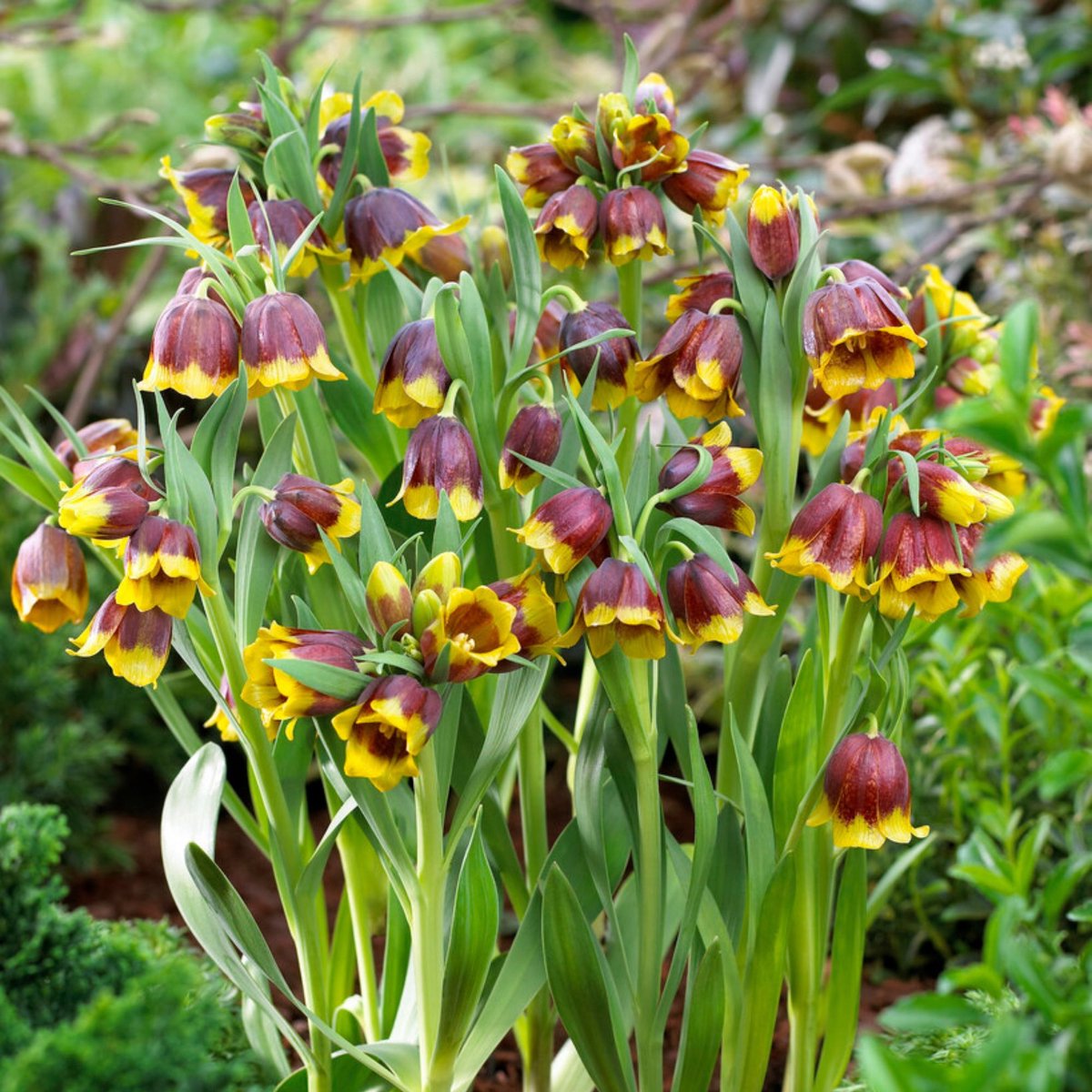 Fritillaria michailovskyi - Kievitsbloem - Snijbloemen - Voorjaarsbollen - bloeit in April / Mei