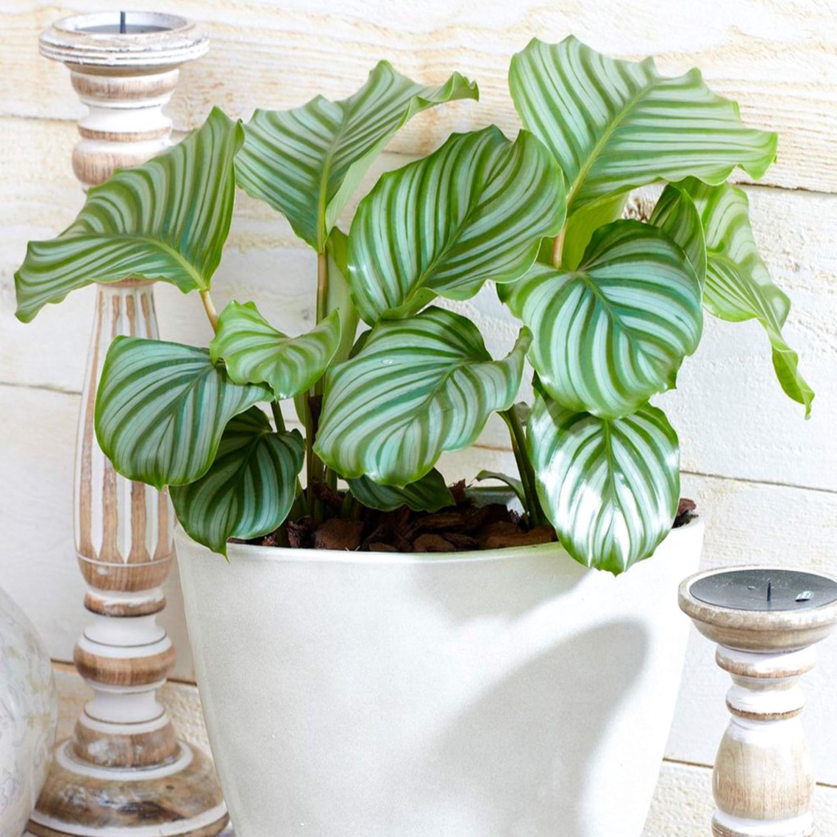 Orbifolia Maranta | Kamer- of kantoorplant | 30-40 cm met pot
