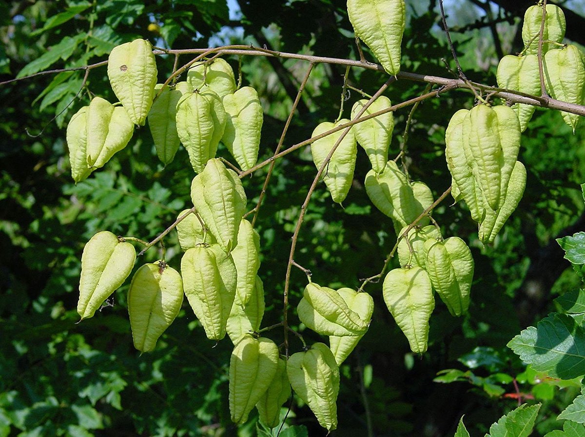 Elzusha - 20 Zaden van Koelreuteria Paniculata voor de Tuin