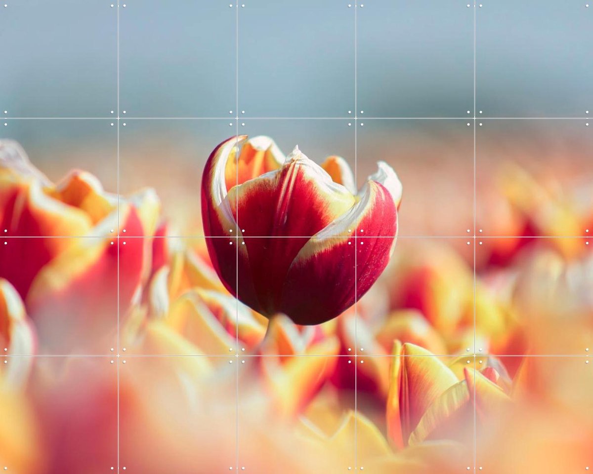 IXXI Among the Tulips, Claire Droppert - 100 x 80 cm - Gratis ophangtool - Grote wanddecoratie en posters - Fotografie, Eetkamer, Woonkamer