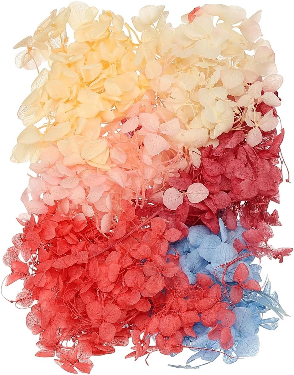 Gedroogde bloemen, gedroogde gedroogde bloemen gedroogde bladeren groothandel natuurlijke planten kit droogbloemen voor scrapbooking ambachten (Hydrangea Paniculata)