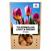 Tulpenbollen Light and Dreamy - 20 Stuks - Pastelkleuren - Maat 11/12