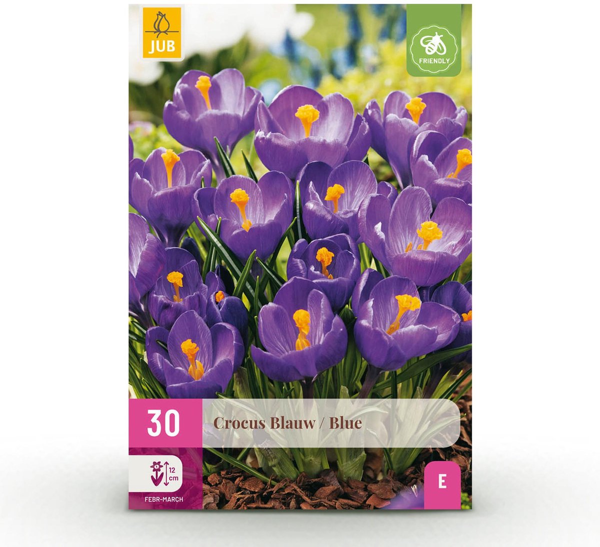 Bloembollen - Crocus Blue - Kleur Blauw - 30 stuks - Bolmaat 7/8 - XXL Pack