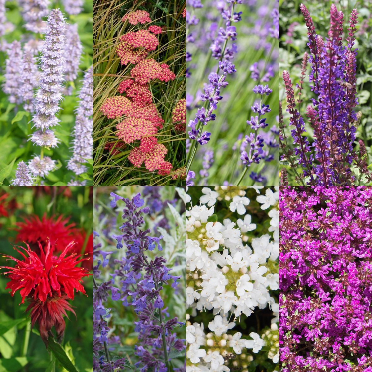 Vasteplant - Borderpakket - Geurend - Diversen - Soorten en kleuren - 6 Planten - Pot 11cm - Hoogte 15-25cm