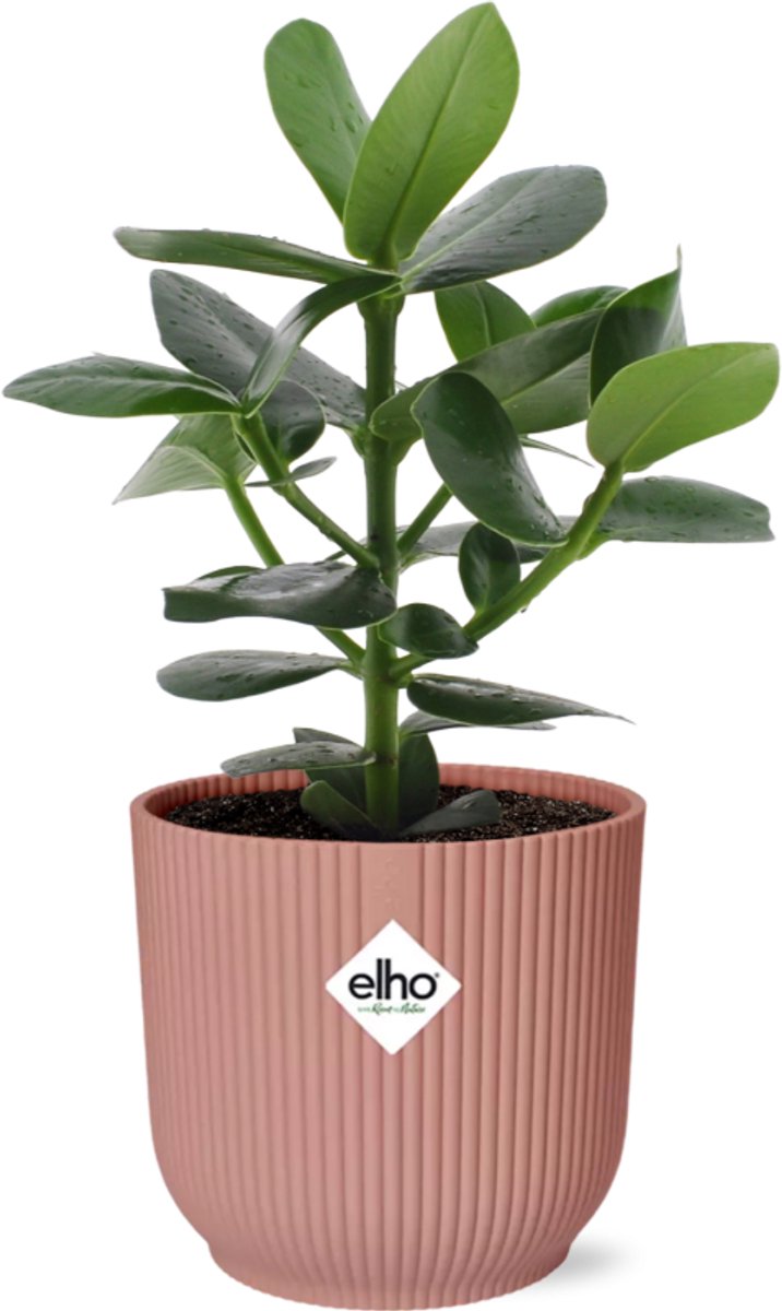 Clusia Princess in ELHO Vibes Fold 14cm roze